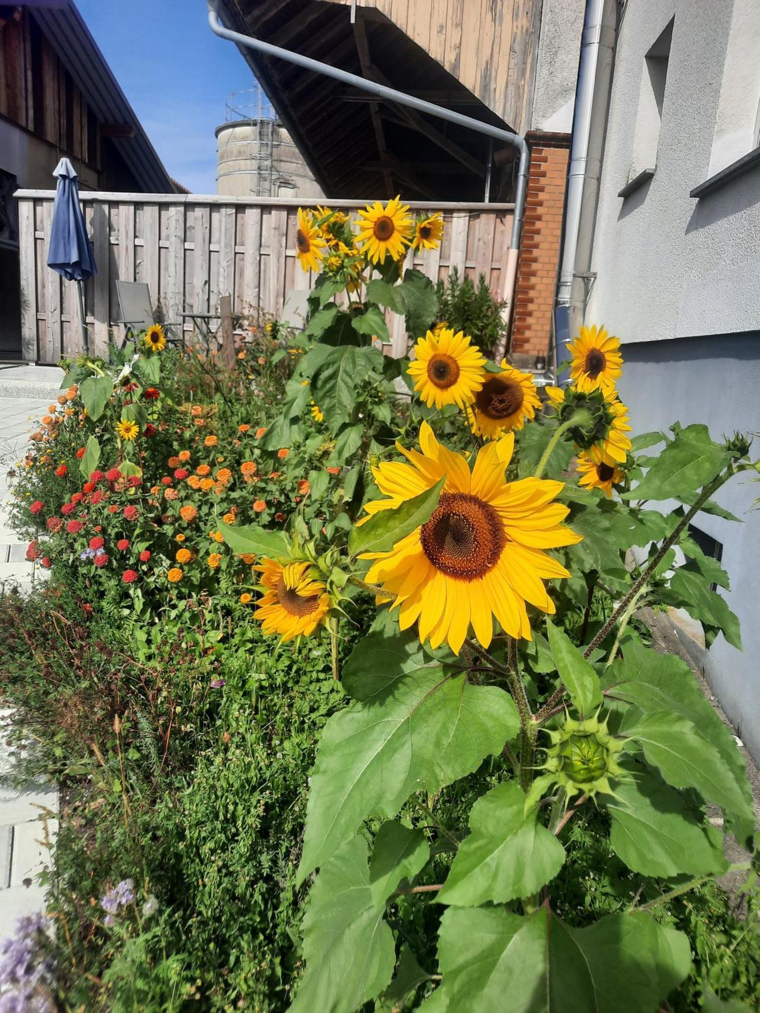 Ferienwohnung Pusteblume Neukirch  Luaran gambar